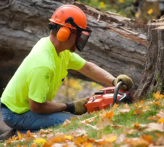 tree services Brooklyn Park